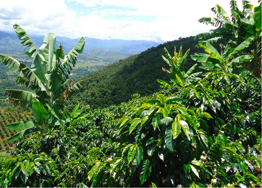 Colombia Deca EA