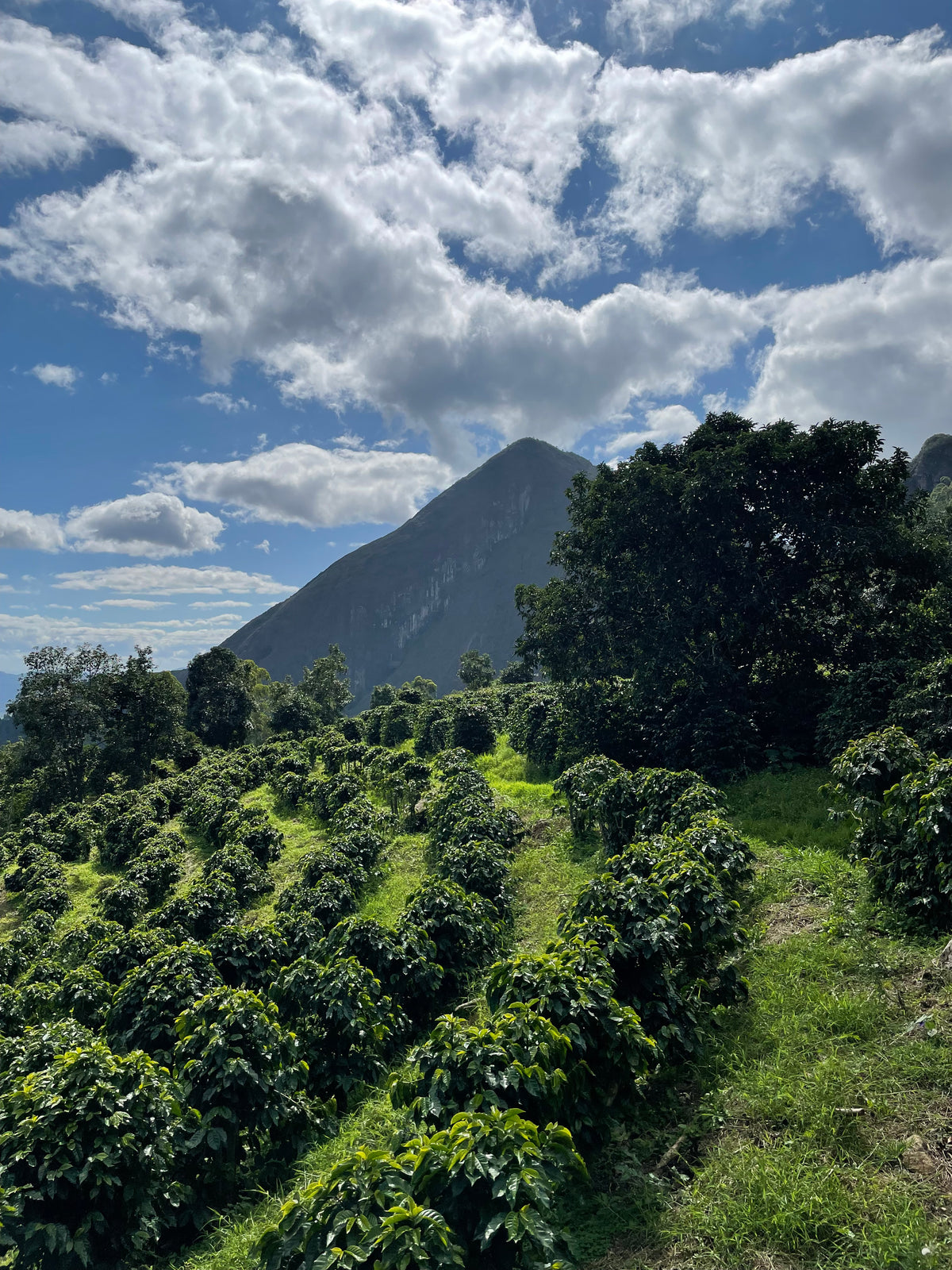 Brazil Yellow Catuaí | espresso