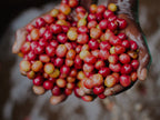 Ethiopia Danse Mormora | espresso