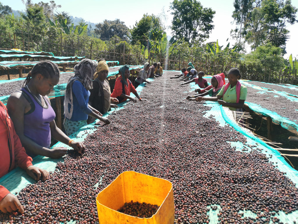 Ethiopia Danse Mormora | espresso
