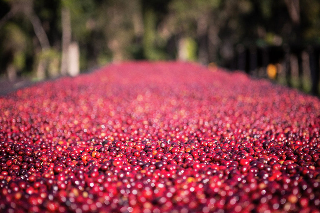 Ethiopia Danse Mormora | espresso
