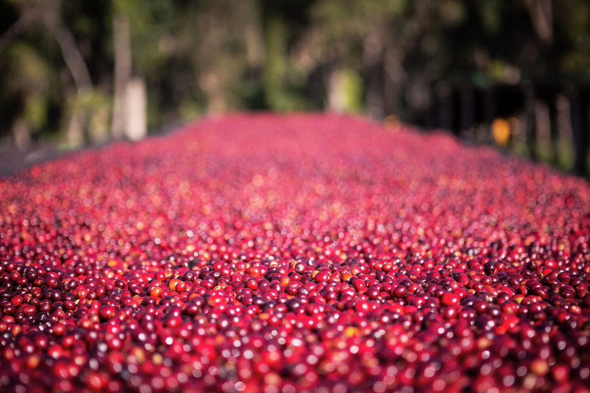 Ethiopia Danse Mormora | espresso